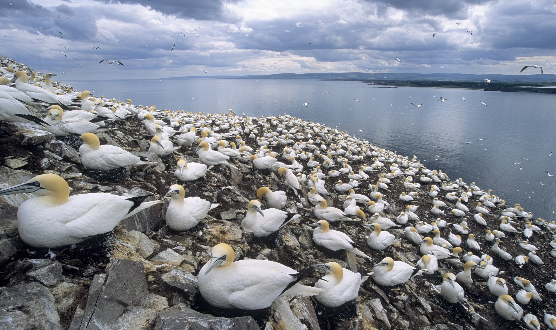 Northern gannet, UK